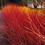 Drieň biely (Cornus alba) ´GOUCHAULTII´ – výška 50-80 cm, kont. C3L